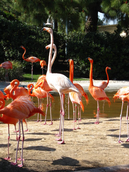 Flamingo 35