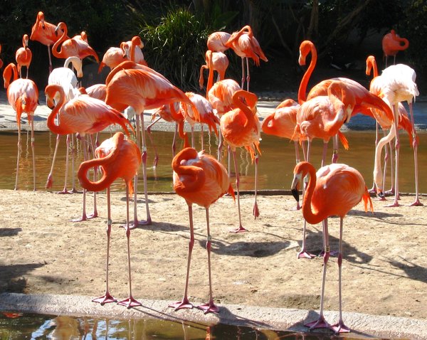 Flamingo 6
