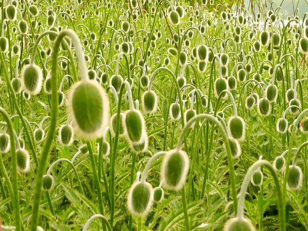 Hairy Poppies