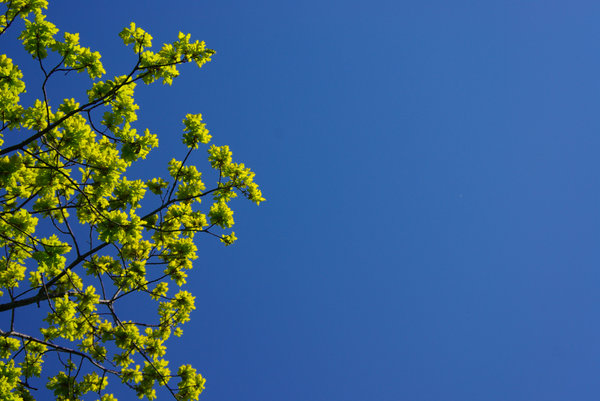 Oak leafs on blue sky