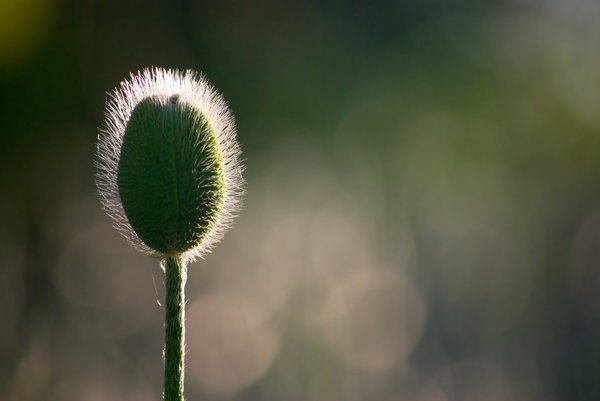 Hairy Poppies 3