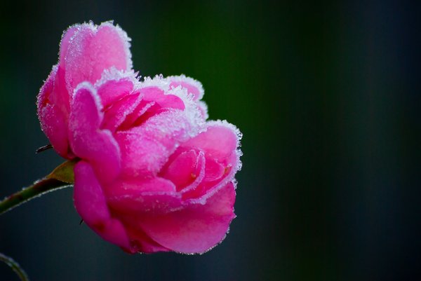 Frozen rose 1