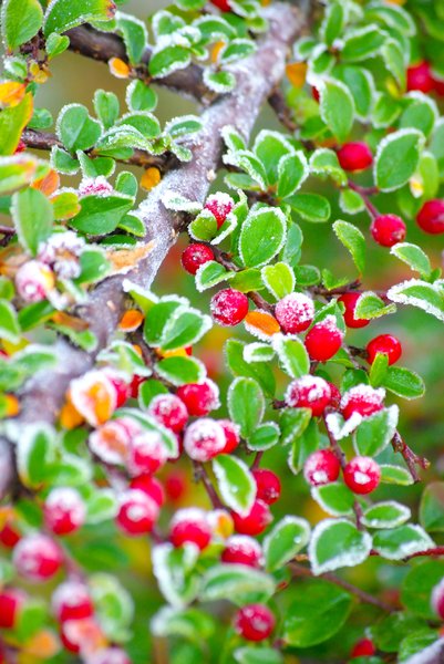 Frosty red berries 1