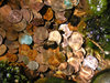 Coins in the water 1