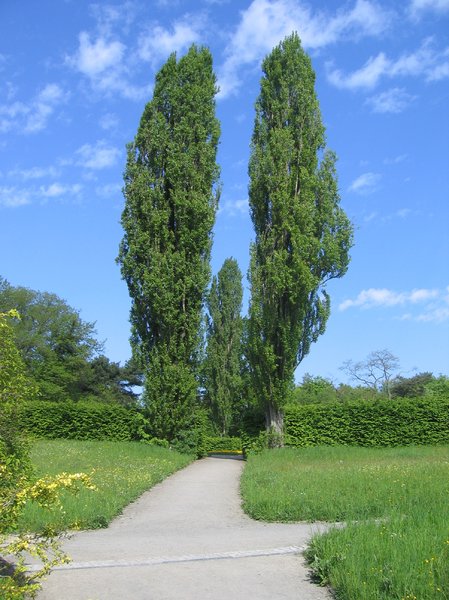 park landscape