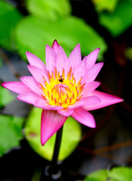 Waterlily 7