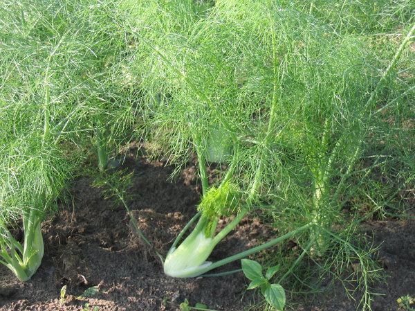 organic fennel field