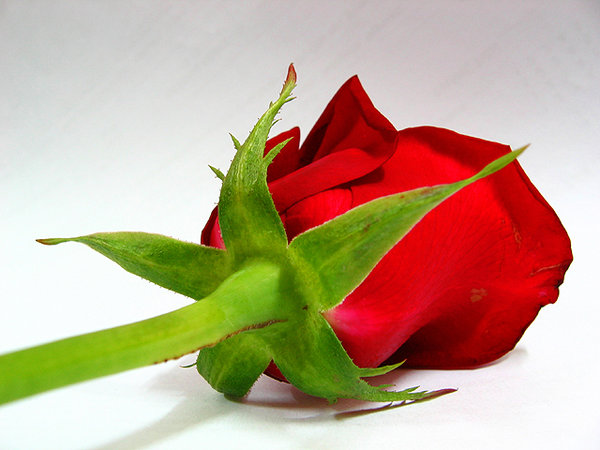 Red Rose 3
