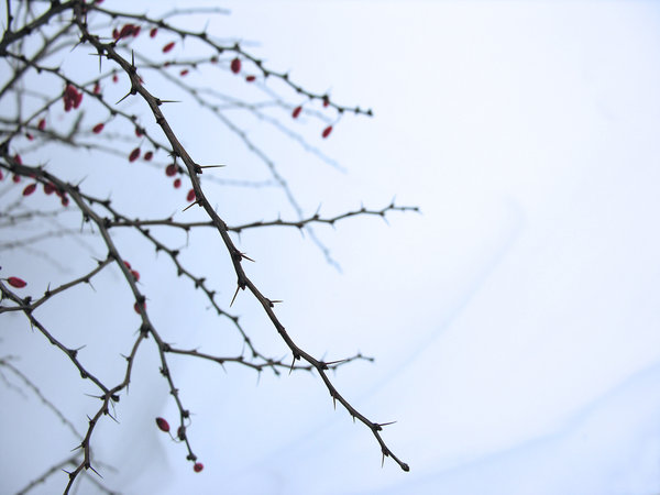 Winter Thorns