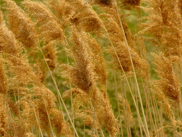 Reeds In The Wind
