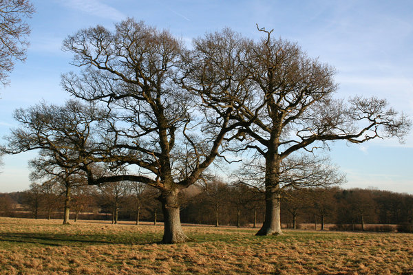 Two oaks