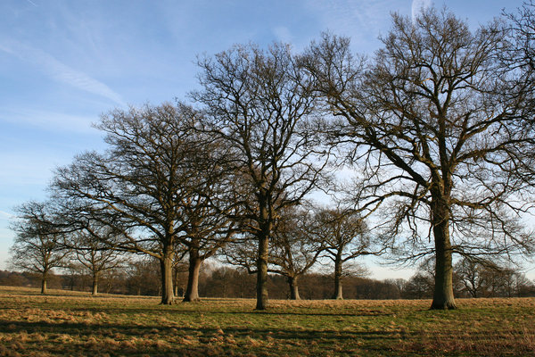 Oak meadow