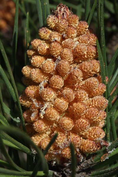 Juvenile pine cone