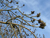 Bursting ash buds
