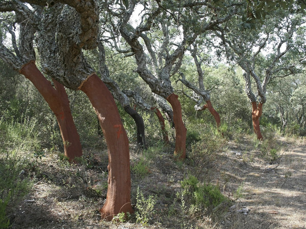 Cork oaks