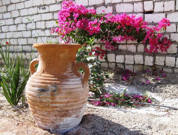flower and jug