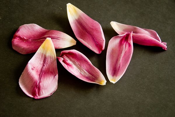 Tulip petals I