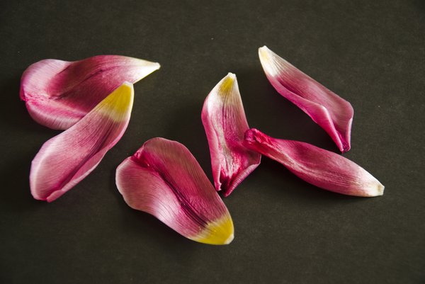 Tulip petals III