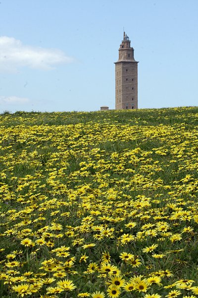 Daisy field & Hercules tower