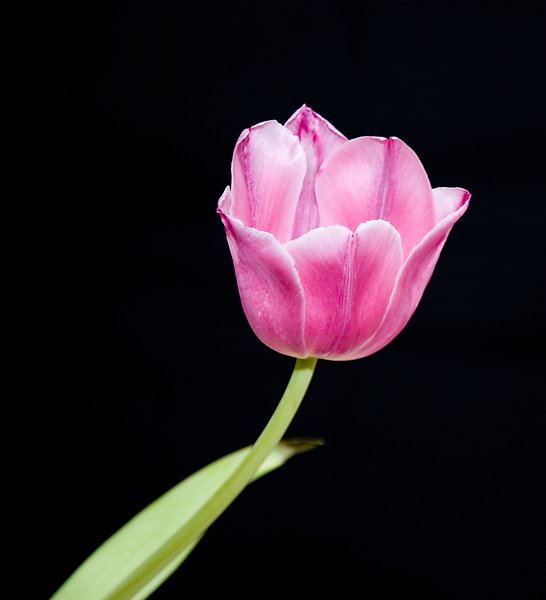 Pink tulip II