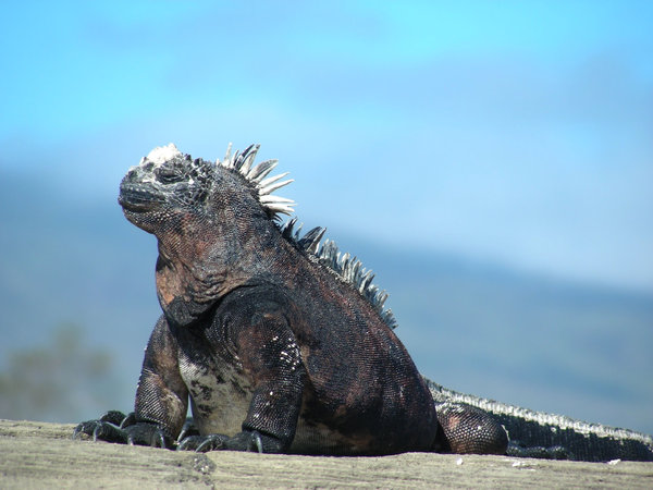 iguana king