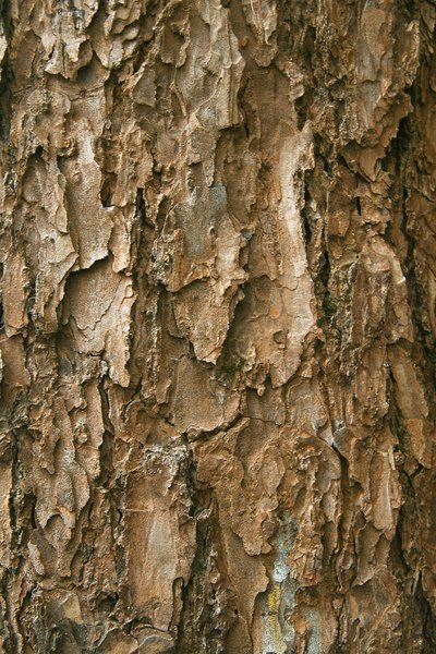 tree bark