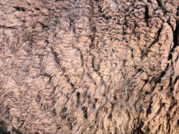 brown sheep wool texture