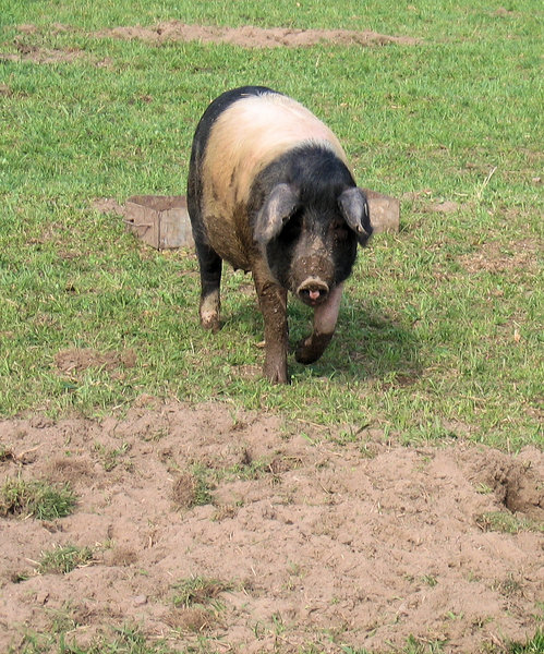 dirty pig