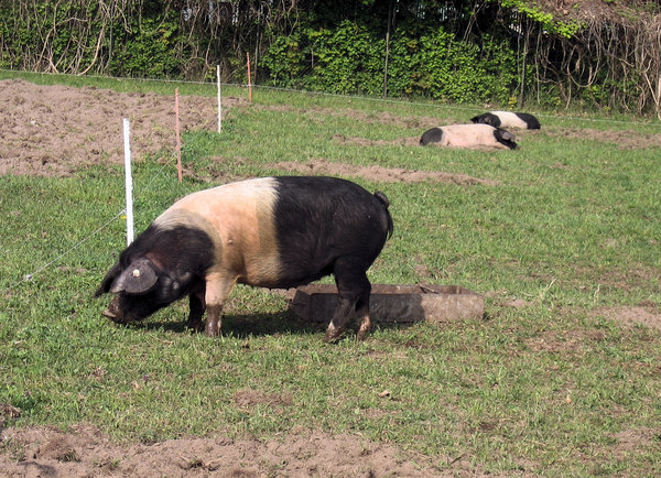 pot-bellied pigs
