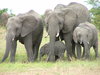 rodzina słoń