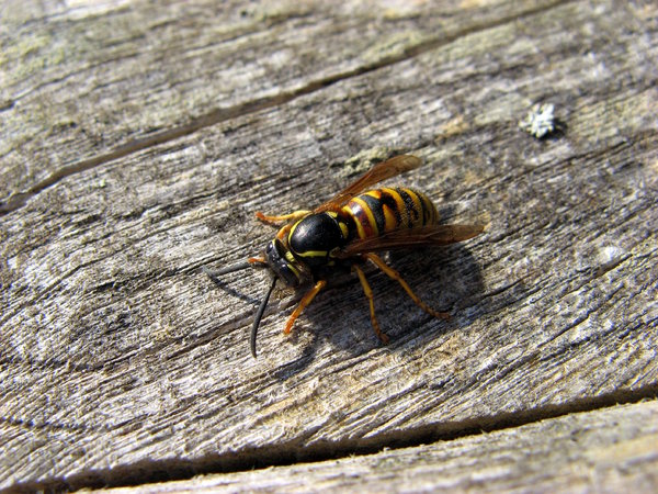 Wasp collecting nest materials