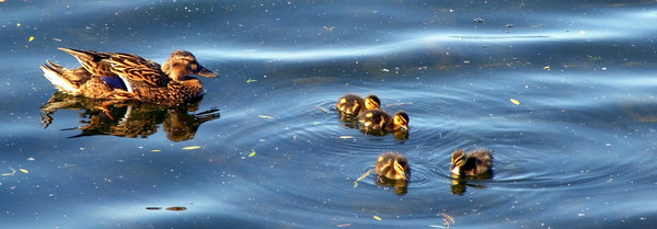 Mother duck and her children