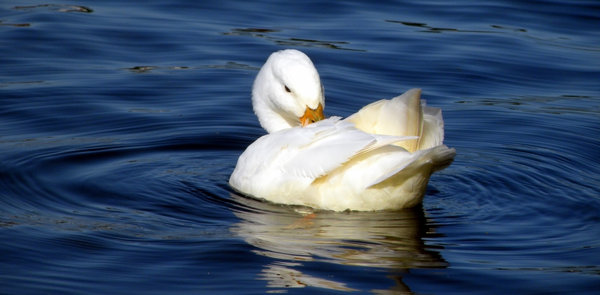 White duck 3