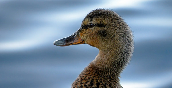 Female duck close-up