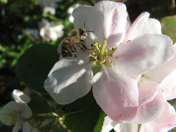 Bee in apple blossom