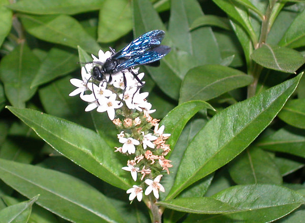 BLUE FLY ON LOOSESTRIFE