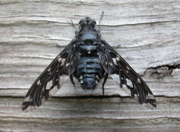 FLY ON WOOD