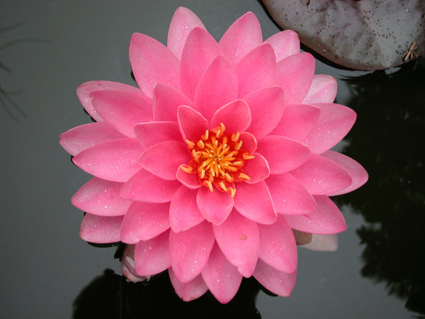 WATERLILY,