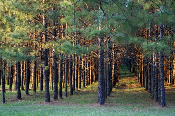 MARCHING PINE TREES