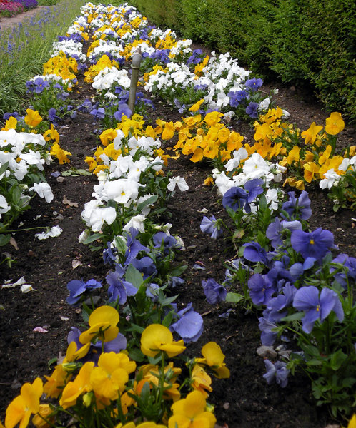 Flower bed of pansies