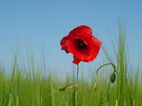 Red Poppy in a wheat field