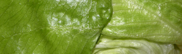 Iceberg lettuce 2