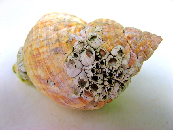 Fading sea snail