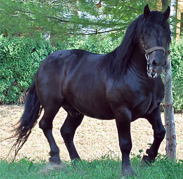 Horse stallion stud