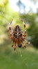 Cross spider on the hunt 1