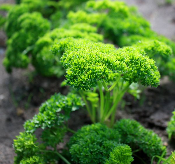 Parsley - vegetable garden