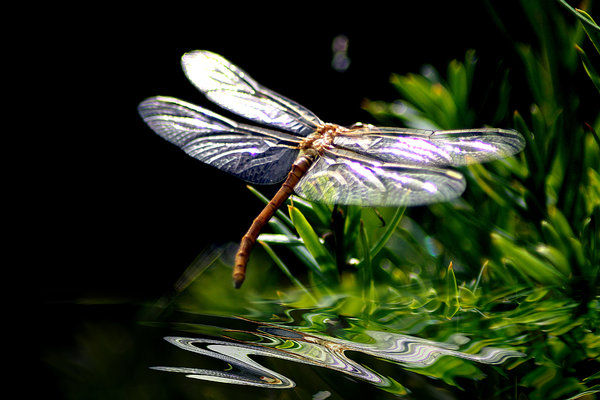 Dragonfly over water
