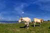 Cattle - HDR