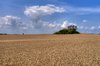 Harvest - HDR