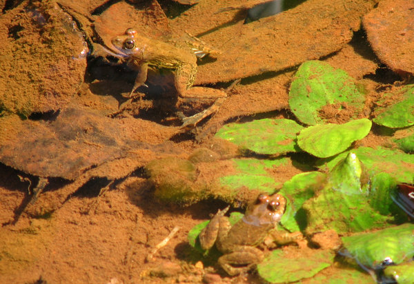 Frogs in water
